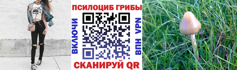 Галлюциногенные грибы Cubensis  Андреаполь 